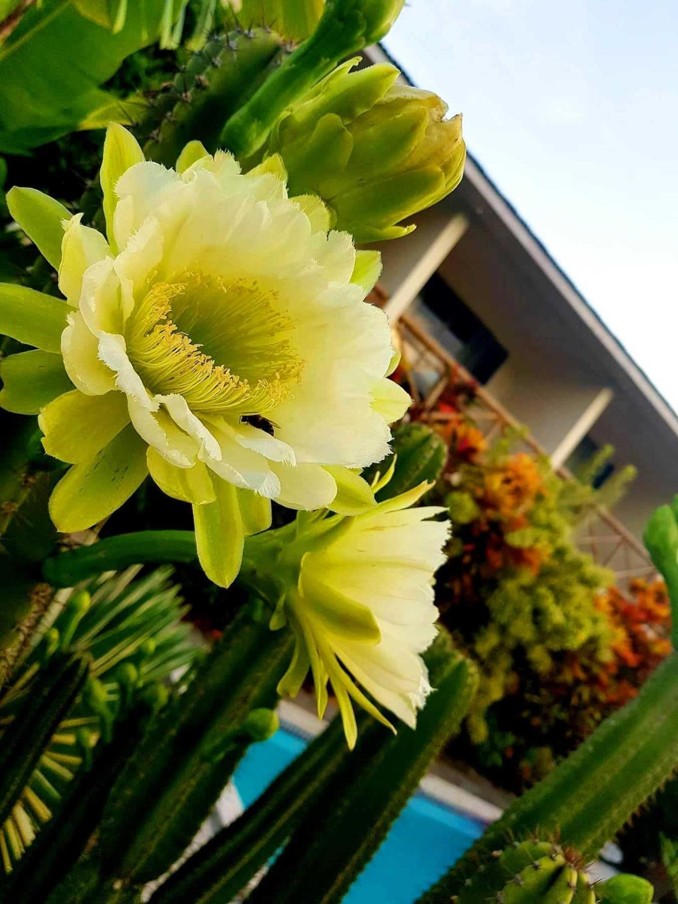 Vaea Hotel Samoa Apia Exterior photo